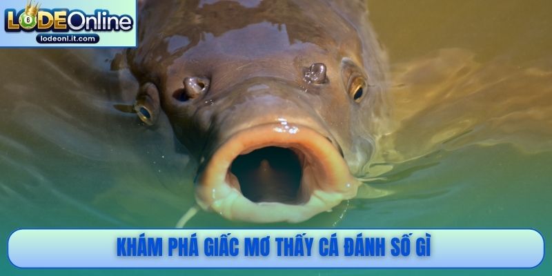 Khám phá giấc mơ thấy cá đánh số gì