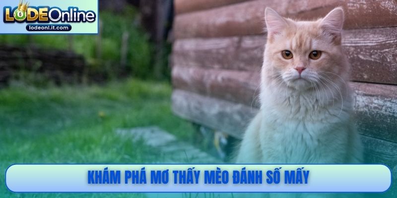 Khám phá mơ thấy mèo đánh số mấy