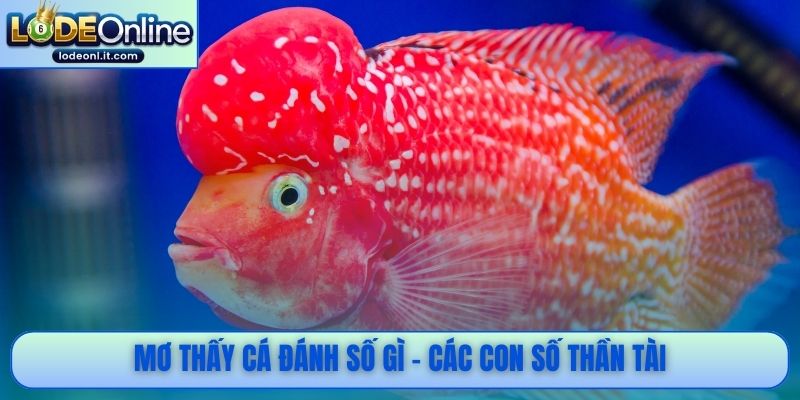 Mơ thấy cá đánh số gì - Các con số thần tài