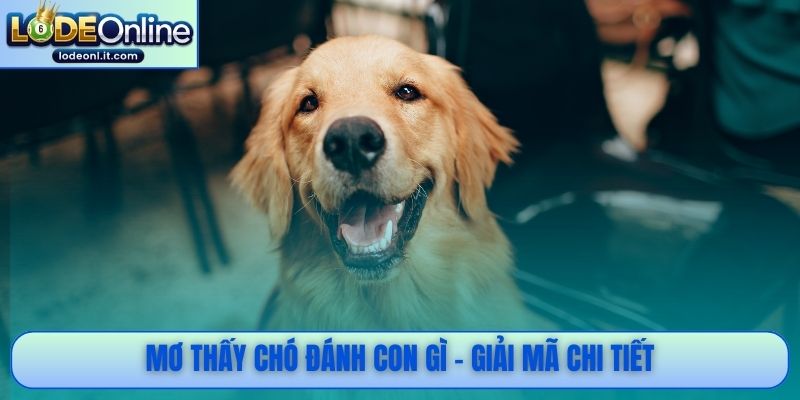 Mơ thấy chó đánh con gì - Giải mã chi tiết