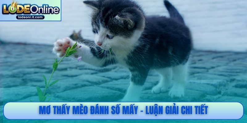 Mơ thấy mèo đánh số mấy - Luận giải chi tiết