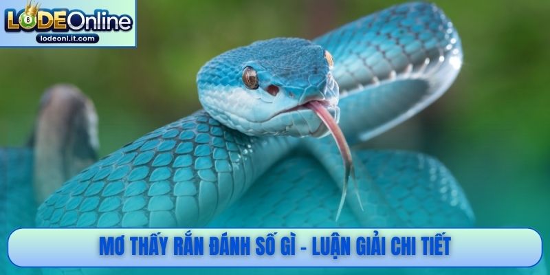 Mơ thấy rắn đánh số gì - Luận giải chi tiết