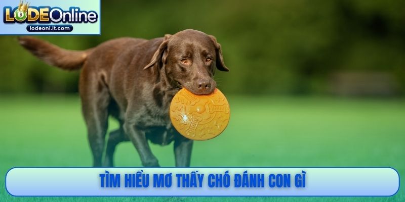 Tìm hiểu mơ thấy chó đánh con gì