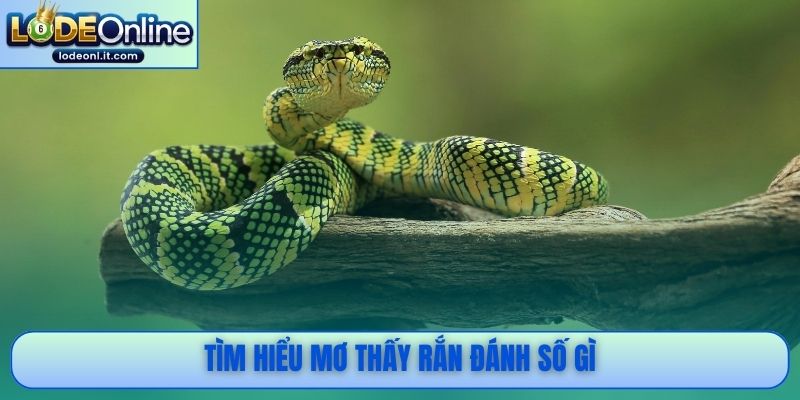 Tìm hiểu mơ thấy rắn đánh số gì