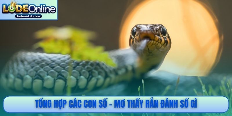 Tổng hợp các con số - Mơ thấy rắn đánh số gì